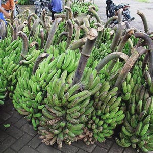 May include: A large collection of green bananas, freshly harvested and ready for sale. The bananas are arranged in bunches, with their stems still attached. The image shows a close-up view of the fruit, highlighting their vibrant green color.