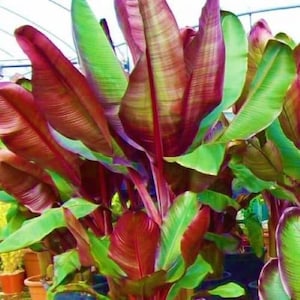 May include: Close-up of a vibrant plant with large, colorful leaves. The leaves display a gradient of colors, transitioning from deep red to shades of green. The plant's stems are a deep red, and the overall effect is striking.