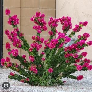 May include: A vibrant pink bougainvillea bush with multiple branches reaching upwards, creating a unique and colorful display.