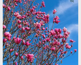 May include: A vibrant image of a magnolia tree in full bloom against a bright blue sky. The tree is filled with numerous pink flowers and buds, creating a lush and colorful display. The branches are visible, adding texture to the scene.