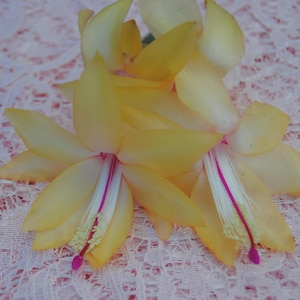 Cambridge~Christmas Cactus Well Rooted &quot;STARTER&quot; Plant~Schlumbergera Truncata~AKA Thanksgiving Cactus,Zygo Cactus,Holiday Cactus etc