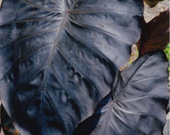 Diamond Head - Colocasia esculenta- Elephant Ear - SMALL ROOTED STARTER Plant-Beautiful