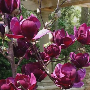 May include: Close-up of a magnolia tree branch with several deep purple flowers in full bloom. The petals are a rich, velvety color, and the buds are still closed. The background is a blurred view of a garden.