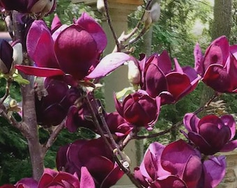 May include: Close-up of a magnolia tree branch with several deep purple flowers in full bloom. The petals are a rich, velvety color, and the buds are still closed. The background is a blurred view of a garden.