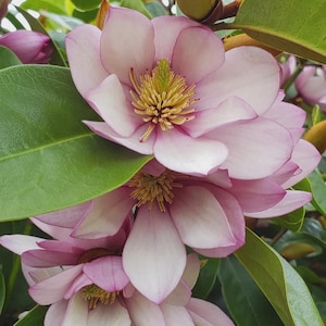 May include: Close-up of a cluster of magnolia flowers. The petals are a soft pink with white interiors and darker pink edges. The center of each flower has a yellow and green core, surrounded by large green leaves.