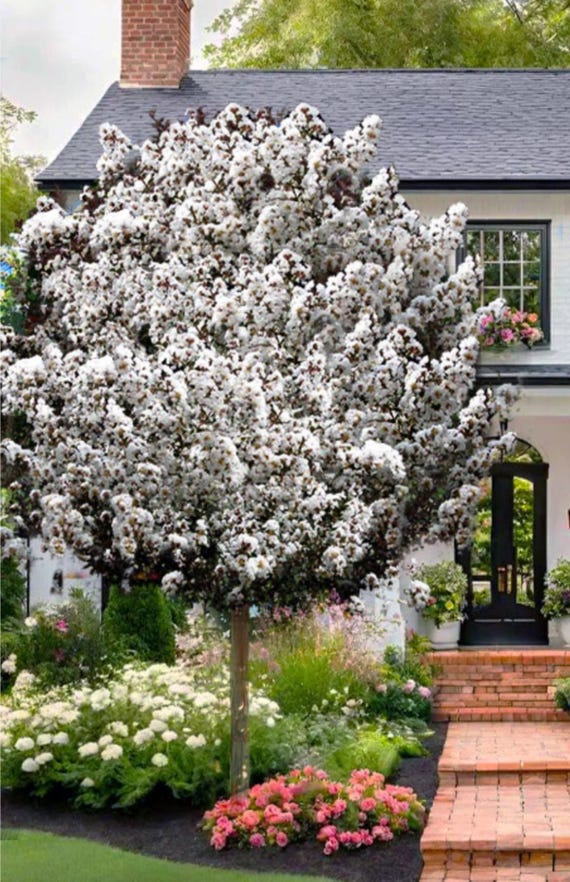 1 Gallon Pot of “thunderstruck White Lightning”crape Myrtle