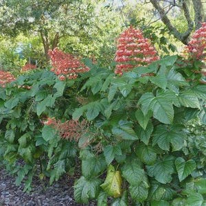 May include: A lush green bush with large, textured leaves and clusters of small, red and white flowers. The plant is in a garden setting, with trees and other greenery in the background.