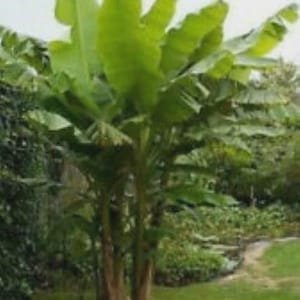 May include: A lush banana tree with large, vibrant green leaves. The tree has multiple brown trunks and is surrounded by green grass and other foliage. The image is taken outdoors in natural light.