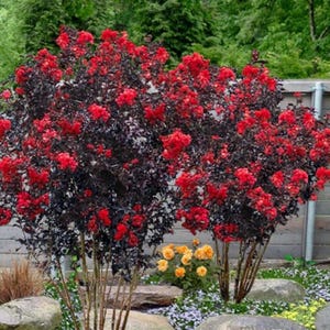 May include: Two red flowering crape myrtle trees with dark purple leaves. The trees are planted in a garden setting with rocks and other plants.