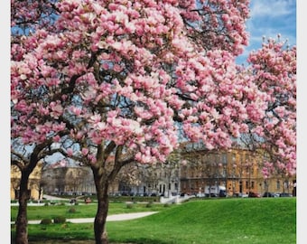 May include: A vibrant image of blooming magnolia trees with abundant pink flowers. The trees are set against a backdrop of buildings and a clear blue sky, with a green grassy area in the foreground.