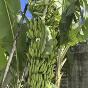 May include: A banana tree laden with multiple bunches of unripe green bananas. The tree has large green leaves and a sturdy trunk. The background shows a clear blue sky.