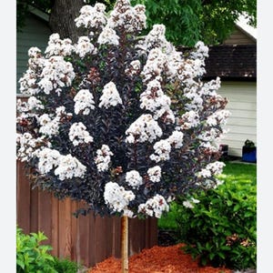 May include: A white flowering crape myrtle tree with dark purple leaves. The tree is planted in a bed of orange mulch.