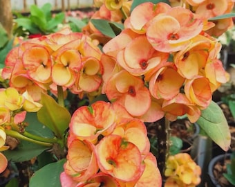 Sang Suriya**Crown Of Thorns-Euphorbia Milii*Christ Plant**Very Small Well Rooted Starter Plant*2-6 Inches Tall**Extremely Rare Variety