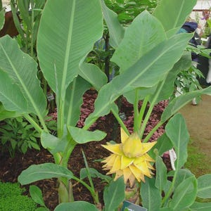 May include: A lush green plant with large, broad leaves and a vibrant yellow flower. The plant has a tropical appearance, with a cluster of leaves and a prominent flower head. The leaves are a deep green, and the flower is a bright yellow.
