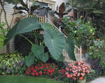 Jack's Giant - Colocasia esculenta- Elephant Ear - SMALL ROOTED STARTER Plant