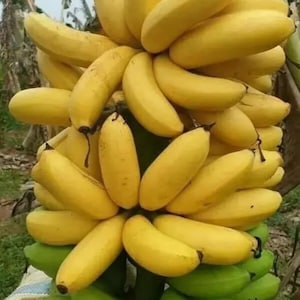 May include: A bunch of ripe yellow bananas and green bananas. The bananas are clustered together, with the yellow bananas at the top and the green bananas at the bottom. The bananas are in various stages of ripeness.