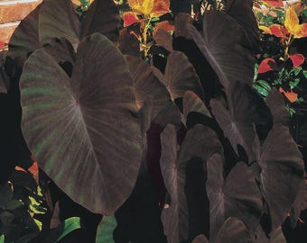 Black Magic - Colocasia esculenta- Elephant Ear - SMALL ROOTED STARTER Plant