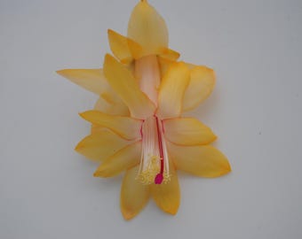 Christmas Cactus Starter Plant ~Island Pearl~ Schlumbergera Truncata Cactus