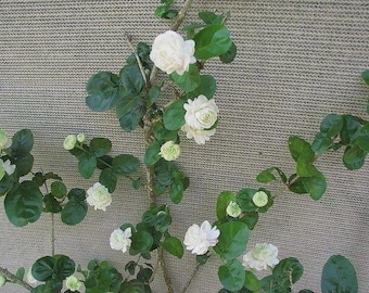 Grand Duke of Tuscany Jasmine~Jasminum Sambac~SMALL Rooted STARTER Plant~~Extremely Fragrant!