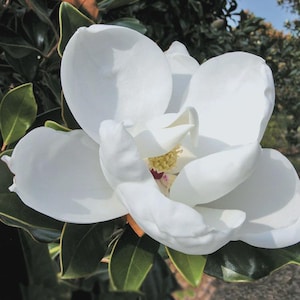May include: Close-up of a large, open white magnolia flower with multiple petals. The flower's center reveals yellow stamens and a touch of red. Dark green leaves provide a contrasting backdrop, with a glimpse of blue sky in the background.