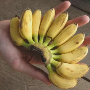 May include: A bunch of ripe, yellow bananas with green stems. The bananas are held in a hand, showcasing their size and color against a wooden surface. The bananas appear to be ready to eat.