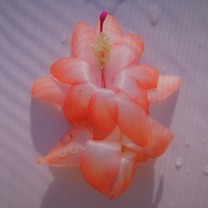 4&quot; Potted Hawaiian SweetHeart~Christmas Cactus Well Rooted Plant~Schlumbergera Truncata~AKA Thanksgiving Cactus,Zygo Cactus,Holiday Cactus