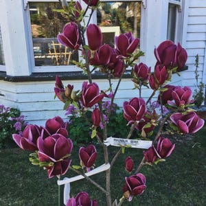 May include: A Magnolia Genie tree with deep burgundy flowers and green leaves. The tree is in full bloom, with many buds and open flowers. A white tag with the text "MAGNOLIA GENIE" is attached to a branch. The tree is planted in a grassy area.