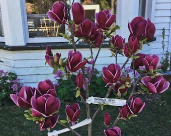 May include: A Magnolia Genie tree with deep burgundy flowers and green leaves. The tree is in full bloom, with many buds and open flowers. A white tag with the text "MAGNOLIA GENIE" is attached to a branch. The tree is planted in a grassy area.