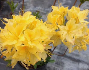3 Gallon Pot of "Lemon Lights"~~Aromi Deciduous Azalea Rhododendron~~Shipped without Pot~~