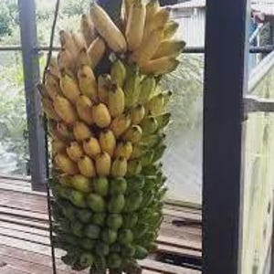 May include: A large bunch of bananas, transitioning in color from green at the base to yellow at the top. The bananas are densely packed, hanging from a stem, and displayed on a wooden surface.