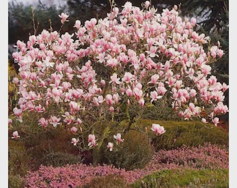 May include: A flowering magnolia tree in full bloom, showcasing numerous pink and white blossoms. The tree's branches are laden with flowers, set against a backdrop of green foliage and a bed of pink ground cover.