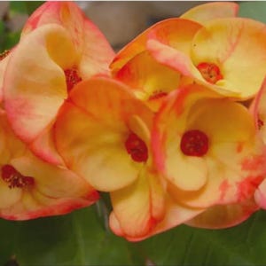 May include: Close-up of a cluster of vibrant flowers. The petals are a blend of yellow, orange, and pink hues, with a darker red center. The flowers have a unique, layered structure, creating a textured appearance. The image is well-lit, highlighting the details of the blooms.