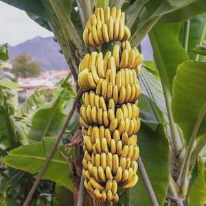 May include: A large bunch of ripe bananas hanging from a banana tree. The bananas are yellow and clustered together, with green leaves in the background. The image is taken outdoors in natural light.