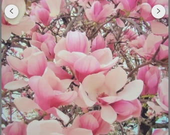 May include: Close-up of a tree branch filled with blooming magnolia flowers. The flowers are a mix of light pink and white, with a darker pink hue on the tips of the petals. The background is blurred, creating a soft, romantic feel.