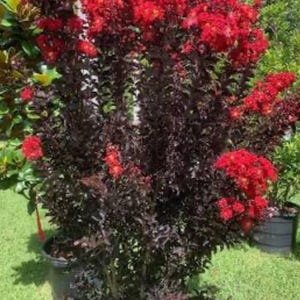 May include: A red flowering crape myrtle tree with dark purple leaves in a black pot. The tree is in a garden setting with green grass.