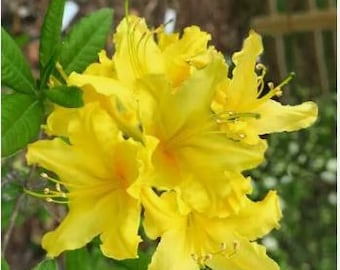 3 Gallon Pot of "CANARY ISLES"~~Aromi Deciduous Azalea Rhododendron~~Shipped without Pot~~
