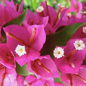 May include: Close-up of vibrant pink bougainvillea flowers with small white and yellow centers. The flowers are surrounded by green leaves, creating a colorful and natural display. The image showcases the beauty of the flowering plant.