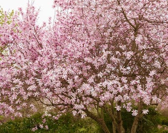 May include: A pink magnolia tree in full bloom with delicate flowers covering the branches. The tree is in a garden setting with green foliage in the background.