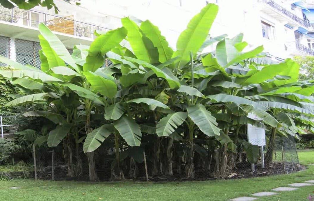 BASJOO Banana Tree~~cold Hardy Musa Live Banana Tree-small Rooted ...