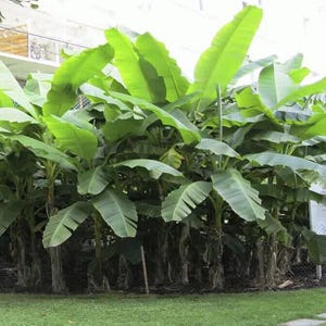 May include: A lush grouping of banana plants with large, vibrant green leaves. The plants are densely packed together, creating a tropical feel. The image is taken outdoors, with a building in the background.