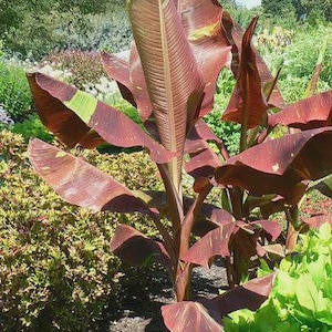May include: A close-up of a plant with large, reddish-brown leaves and a thick stem. The leaves have prominent veins and some green patches. The plant is surrounded by other greenery, with a blue sky in the background. The plant appears to be in a garden setting.