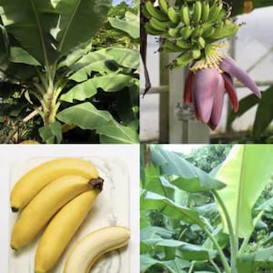 May include: A collage of images showcasing various stages of a banana plant. The top left shows a large plant with broad green leaves. The top right displays a cluster of unripe bananas and a purple flower. The bottom left shows ripe bananas, some peeled. The bottom right shows a banana plant.