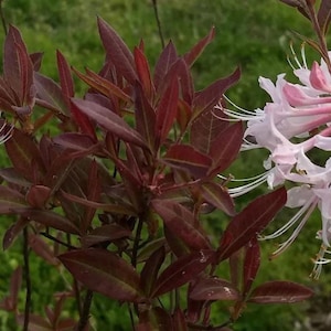 3 Gallon Pot of &quot;CHOCOLATE DROP&quot;~~Deciduous Azalea Rhododendron~~Shipped without Pot~~