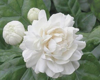 Grand Duke of Tuscany Jasmine~Jasminum Sambac~SMALL Rooted STARTER Plant~~Extremely Fragrant!