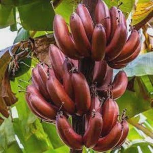 May include: A cluster of ripe red bananas hanging from a tree. The bananas have a deep reddish-purple hue and are surrounded by green leaves. The image showcases the natural beauty of the fruit.