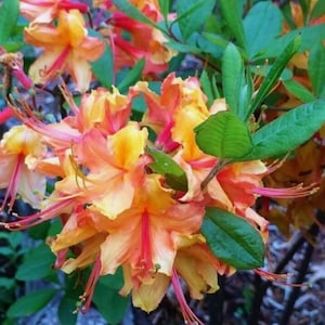 May include: A close-up of a bush of bright orange and yellow azalea flowers with red accents. The flowers are in full bloom and have a delicate, ruffled appearance.