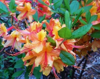 3 Gallon Pot of "TALLULAH SUNRISE AKA Pat Ryan"~~Deciduous Azalea Rhododendron~~Shipped without Pot~~