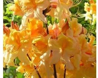 3 Gallon Pot of "DANCING RABBIT"~~Aromi Deciduous Azalea Rhododendron~~Shipped without Pot~~
