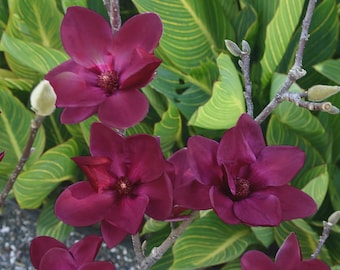 May include: Close-up of a cluster of deep burgundy magnolia flowers in full bloom. The petals are velvety and textured, with a dark center. Green leaves provide a contrasting backdrop. The image captures the beauty of nature.