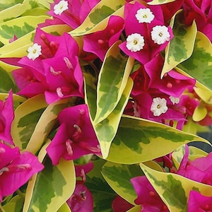 May include: Close-up of vibrant bougainvillea flowers with bright magenta bracts and small white flowers. The leaves are a mix of green and yellow, creating a colorful display. The image showcases the beauty of this flowering plant.